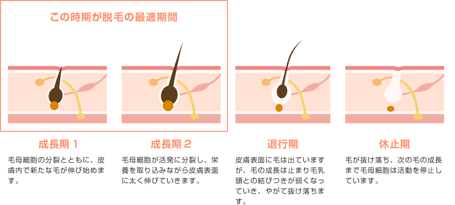 毛周期と効果的な脱毛サイクル「最適期間」