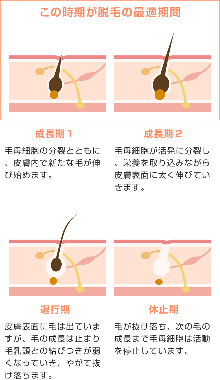 毛周期と効果的な脱毛サイクル